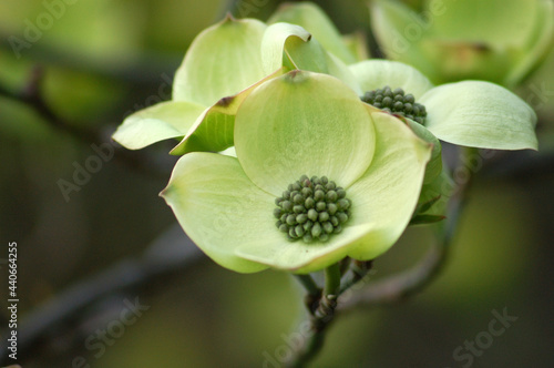 Wallpaper Mural flower of a tree Torontodigital.ca