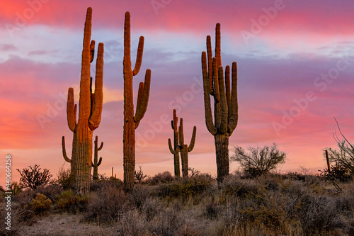 Stand Of Cactus On A Hill In The Desert At Sunset Time