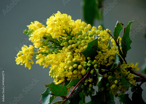 bunch of yellow flowers on green background