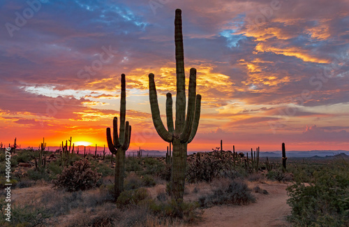 Setting Sun And Cactus Along A Hiking Trail In Scottsdale, Arizona
