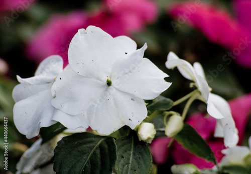 pink and white flowers