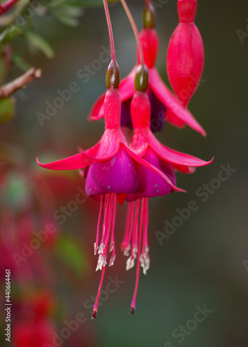 pink flower