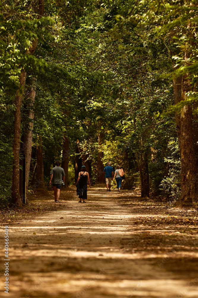 Fototapeta premium footpath in the woods