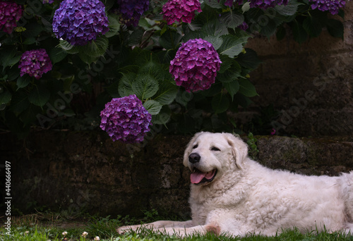 White Kuvasz dog under a purlpe Hydrangea plant photo