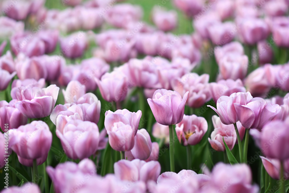 Fototapeta premium Spring blossoming tulips in garden, springtime bright flowers in the field, pastel and soft floral card, selective focus, shallow DOF, toned 