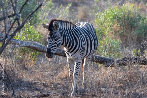 Young Zebra stallion  equus quagga  next to fallen dead branch in Africa