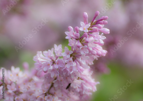 Lilac Blooms