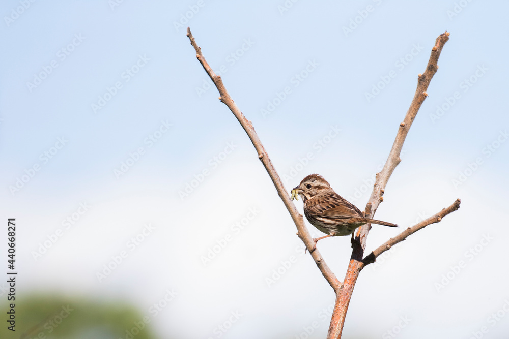 song sparrow (Melospiza melodia) with food for babies song sparrow (Melospiza melodia) with food for babies