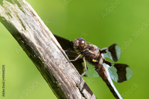 common whitetail or long-tailed skimmer (Plathemis lydia) © Mircea Costina