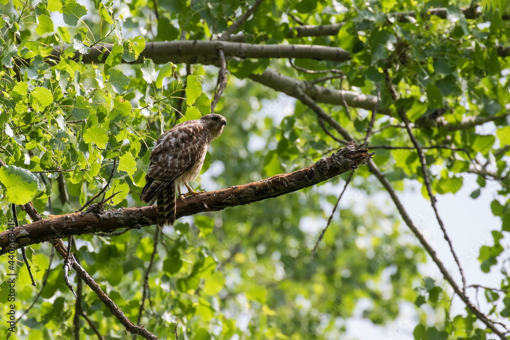  red-shouldered hawk (Buteo lineatus) at nest