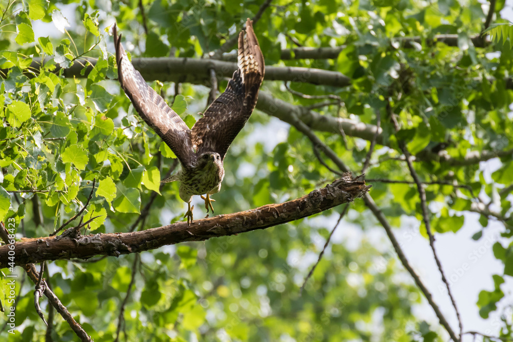 red-shouldered hawk (Buteo lineatus) at nest red-shouldered hawk (Buteo lineatus) at nest