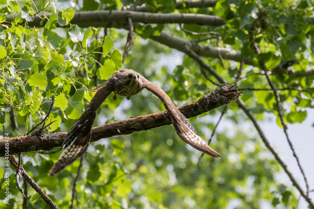red-shouldered hawk (Buteo lineatus) at nest red-shouldered hawk (Buteo lineatus) at nest