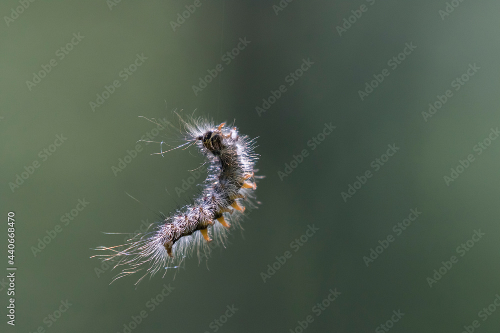 Lymantria dispar, the gypsy moth caterpillar in the air