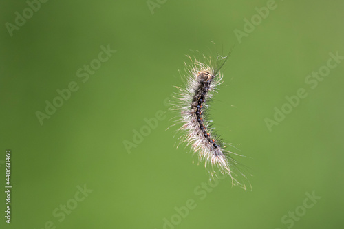 Lymantria dispar, the gypsy moth caterpillar in the air