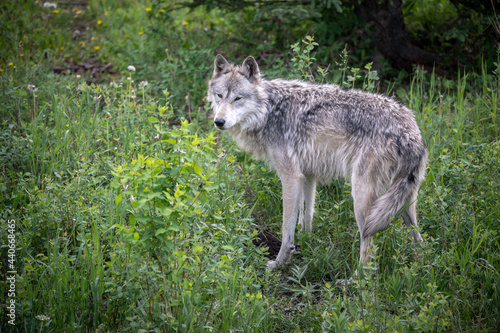 Wolf dog at the Yamnuska Sanctuary In Aberta.