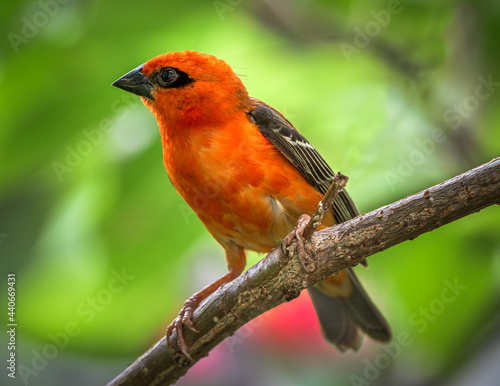 Mauritius bird
