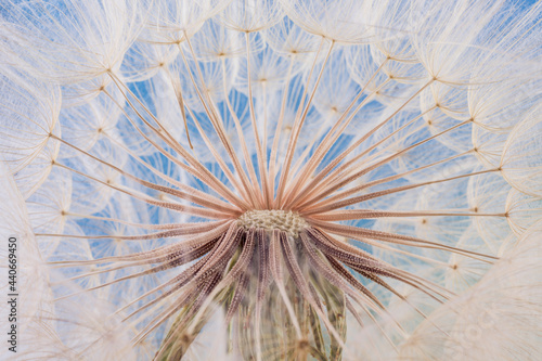 Closeup Tragopogon aster flower after blooming is ended with many seeds designed to anemochory. 
