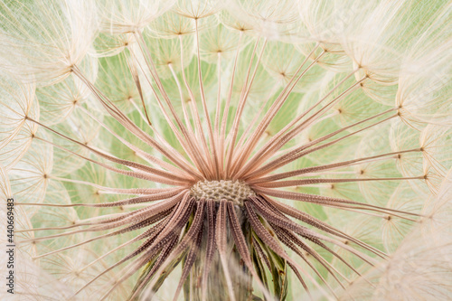 Closeup Tragopogon aster flower after blooming is ended with many seeds designed to anemochory. 