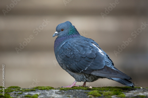 grey colored pigeon sitting in the middle of city staring around