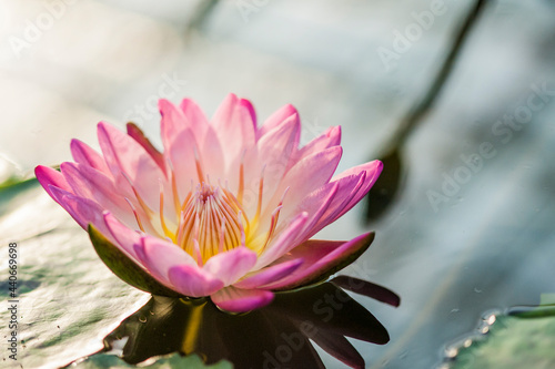 Lotus flower, one of several existing species.