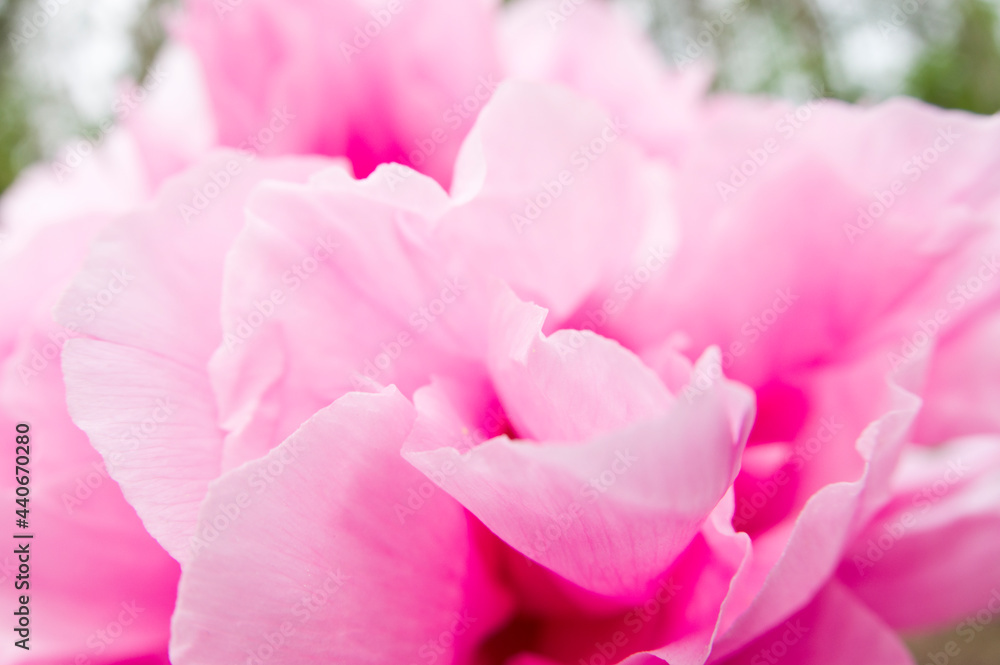 The name of this peony is Seidai.Scientific name is Paeonia suffruticosa.
The name of this peony is Seidai.Scientific name is Paeonia suffruticosa.