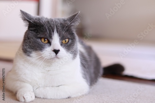 イカ耳で機嫌の悪いハチワレ猫 ブリティッシュショートヘア