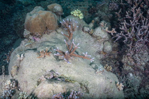 Great barrier reef underwater corals. Scuba diving.