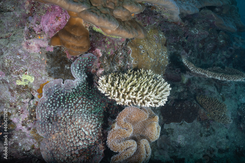 Great barrier reef underwater corals. Scuba diving.