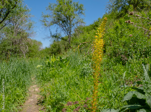 eremurus yellow growing on a mountainside along the trail.