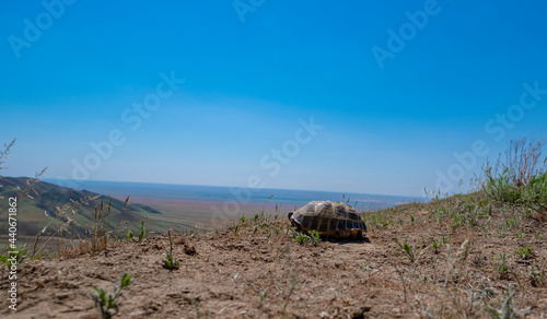 The turtle stands on the top of the mountain above the valley. A turtle stands over a valley in the steppe. Landscape with a turtle.