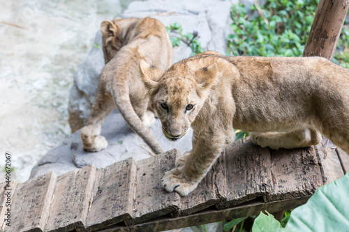 Lion cubs at the zoo