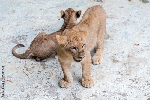 Lion cubs at the zoo