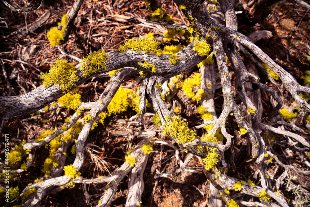 Wolf lichen (Letharia vulpina) on dead juniper trunk in Lava Beds in Northeastern California Wolf lichen (Letharia vulpina) on dead juniper trunk in Lava Beds in Northeastern California