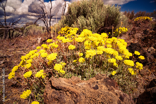 Sulphurflower buckwheat flowers (Eriogonum umbellatum) growing in the volcanic deserts of Northeastern California photo