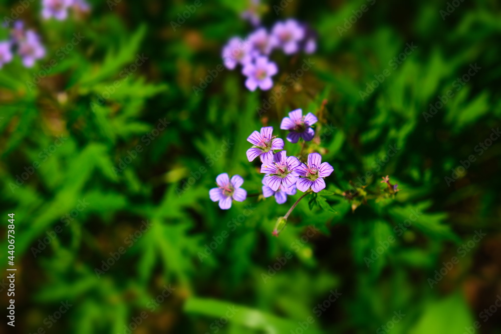 Meadow geranium, meadow crane's-bill, Geranium pratense, field plant. Very shallow focus Meadow geranium, meadow crane's-bill, Geranium pratense, field plant. Very shallow focus