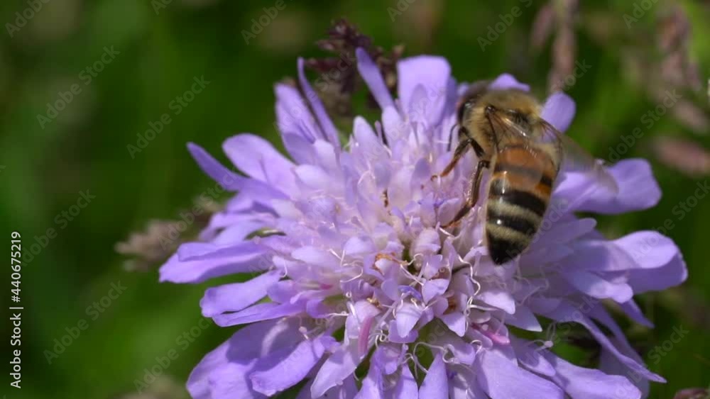 Macro close up:Wildlife Bee Collecting Pollen From A purple colored flower in nature. Busy bees working on hot sunny spring day in wilderness. Macro close up:Wildlife Bee Collecting Pollen From A purple colored flower in nature. Busy bees working on hot sunny spring day in wilderness.