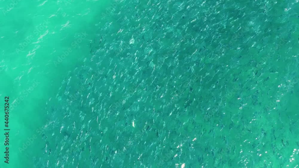 Drone aerial shot of school of salmon fish along coastline Avoca Beach Pacific Ocean Central Coast 4K Drone aerial shot of school of salmon fish along coastline Avoca Beach Pacific Ocean Central Coast 4K