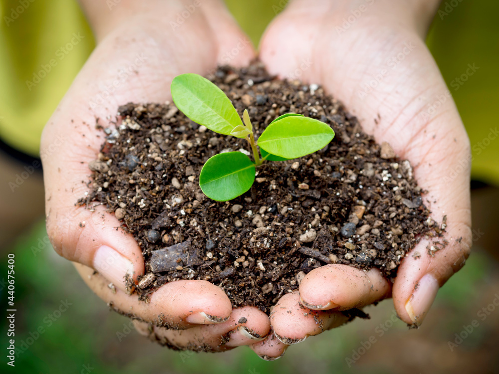 Young green plant in hand. Close up female hand holding sprout growing plant in organic soil on blur green background with sunlight. Ecology, earth day, agriculture and gardening concept. Young green plant in hand. Close up female hand holding sprout growing plant in organic soil on blur green background with sunlight. Ecology, earth day, agriculture and gardening concept.