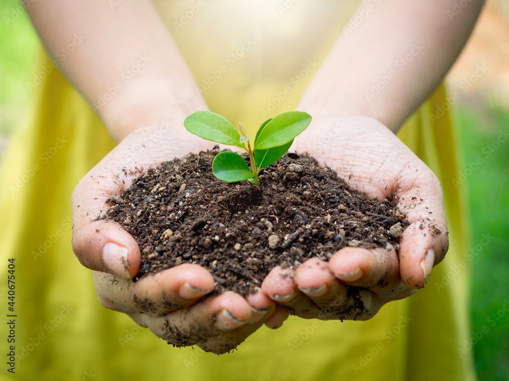 Young green plant in hand. Close up female hand holding sprout growing plant in organic soil on blur green background with sunlight. Ecology, earth day, agriculture and gardening concept. Young green plant in hand. Close up female hand holding sprout growing plant in organic soil on blur green background with sunlight. Ecology, earth day, agriculture and gardening concept.