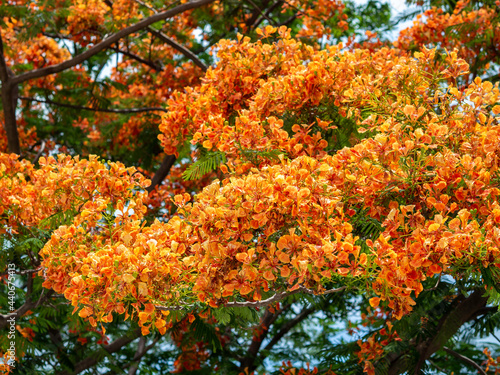 Beautiful tropical orange color flowers on the tree in Thailand. Red flower background.