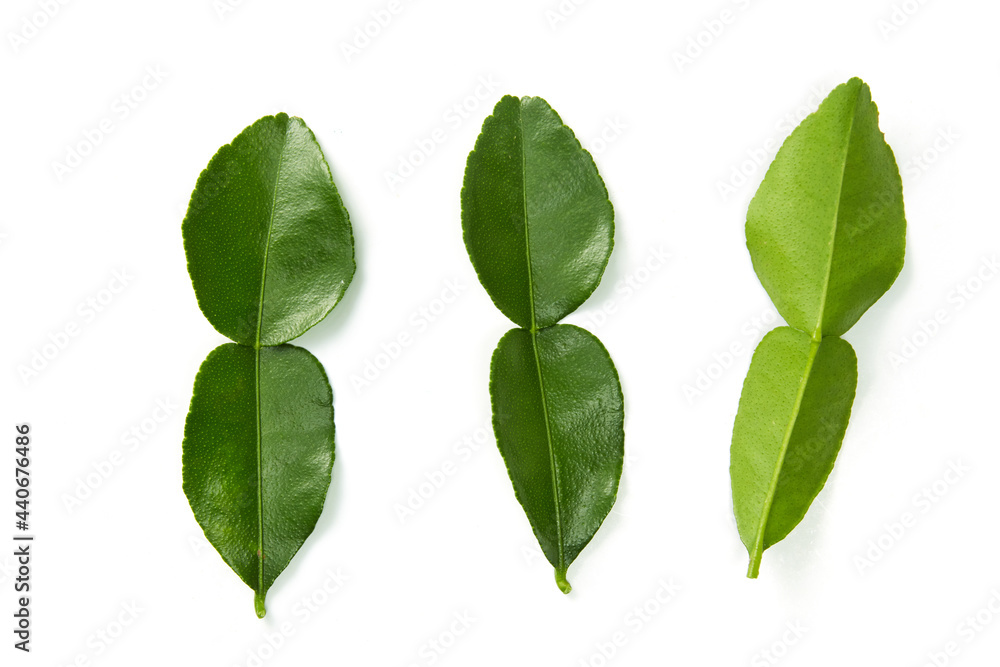 Citrus hystrix and green leaf on isolated white background.