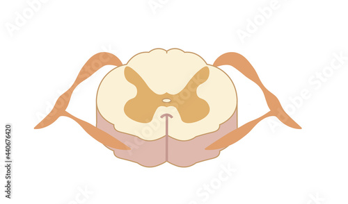 Spinal cord illustration, cross section. Anatomy structure 