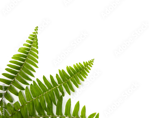 Green fern leaves isolated on white background with copyspace photo