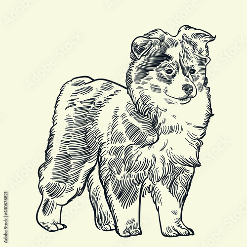 Australian Shepherd puppy3 photo