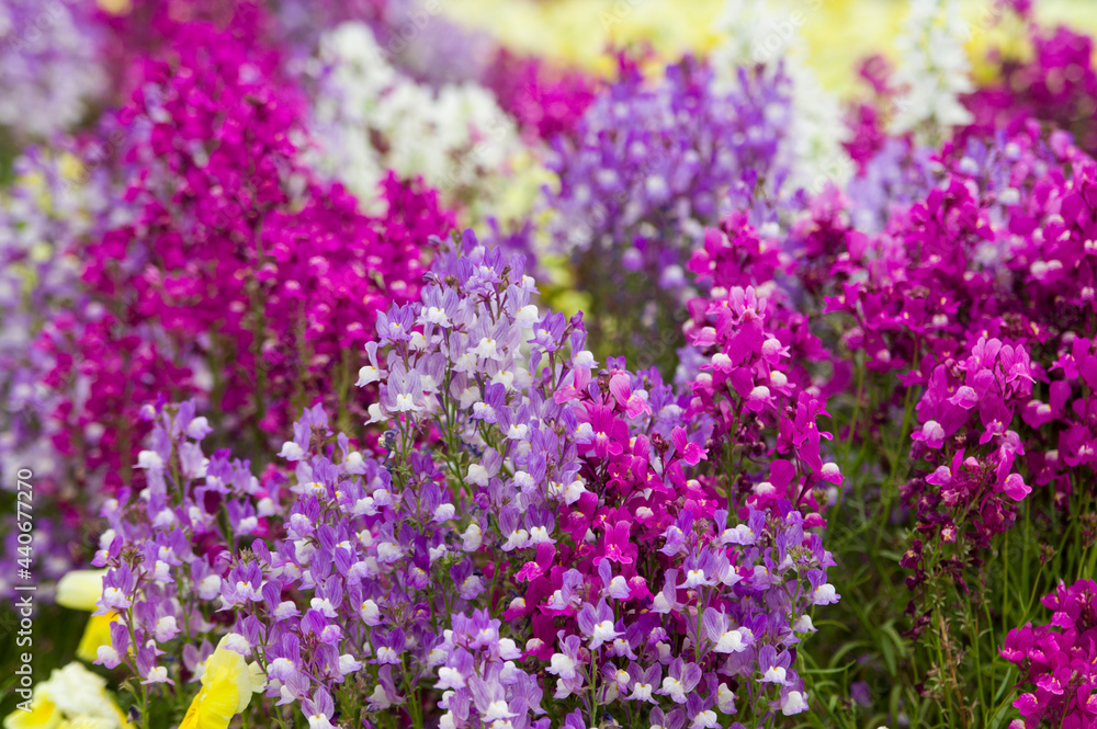 These flowers are Linaria. The name of these flowers is Linaria Guppy. These flowers are Linaria. The name of these flowers is Linaria Guppy.