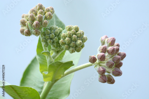 Springtime showy milkweed or Asclepias speciosa buds and leaves against blue lake nature background photo