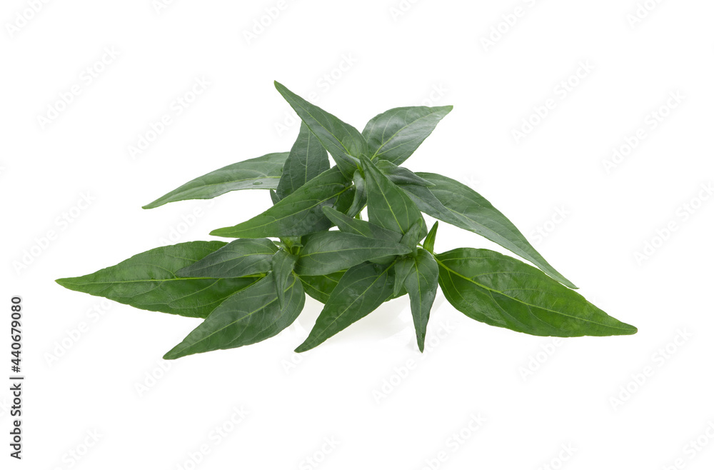 Andrographis paniculata isolated on white background Andrographis paniculata isolated on white background