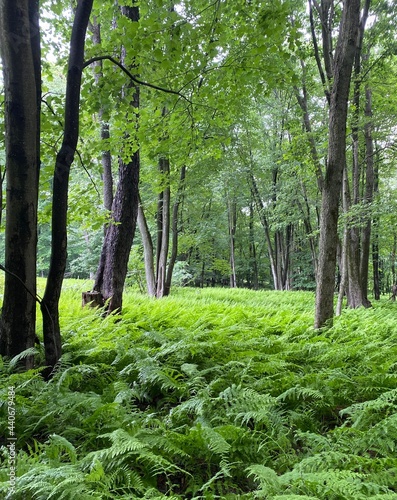 Fern in Pennsylvania Woodlands