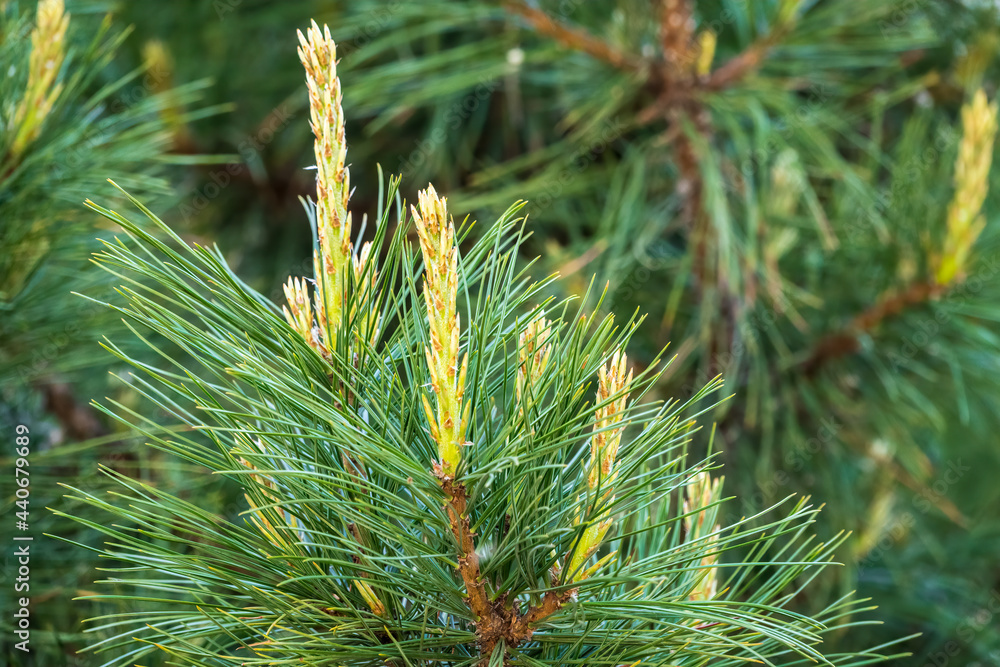 Cedar branches with long fluffy needles with a beautiful blurry background. Cedar branches with fresh shoots in spring. Cedar branches with long fluffy needles with a beautiful blurry background. Cedar branches with fresh shoots in spring.