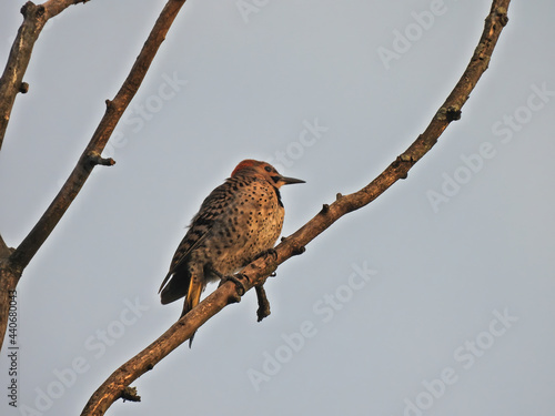 Woodpecker at Dawn: A Northern flicker woodpecker in the early morning sunrise perched on a tree branch